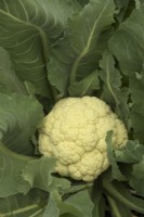 Cauliflower - Brassica oleracea Botrytis Group Walcheren Winter 3 sown  21 July and harvested 21 April