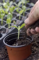 Potting on a melon -  Cucumis melo seedling from a plug - filling pot with compost