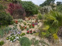 Gravel garden with geraniums and Osteospermum  African daisies  July Summer