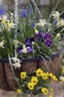 Narcissus 'Sailboat' with Viola cornuta hybrids growing in a hanging basket