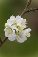 Prunus domestica 'Blue Tit' Plum blossom