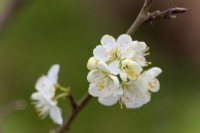 Prunus domestica 'Blue Tit' Plum blossom