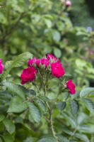 Rosa 'F.J. Grootendorst' rose 