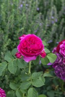 Rosa 'Sophie Luise' rose 