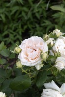 Rosa 'Gruaud Larose' rose 