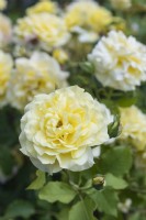 Rosa 'Sterntaler' rose 
