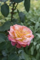 Rosa 'Philippe Noiret' rose 