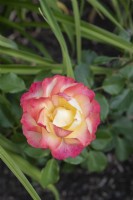 Rosa 'Flaming star' rose 