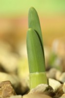 Narcissus  'Garden Opera'  Daffodil  New shoot growing through gravel  Div 7 Jonquilla  February