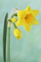 Narcissus  'Garden Opera'  Daffodil  Div 7 Jonquilla  April
