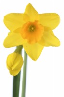 Narcissus  'Garden Opera'  Daffodil  Div 7 Jonquilla  April