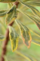 Euphorbia x martini  'Ascot Rainbow'  Martin's spurge  Leaves on flower stalk  March