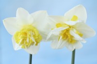 Narcissus  'Popeye' and 'White Lion'  Two different forms of division 4 double daffodils  April