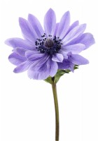 Anemone coronaria  One colour from a mixture  April