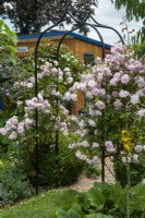 Pink roses growing on metal arch - Open Gardens Day, Tuddenham, Suffolk