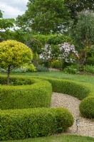 Gravel path between circular clipped Buxus hedging with standard Euonymus in the centre bed. Distant views of perennial borders amd roses across lawn - Open Gardens Day, Tuddenham, Suffolk