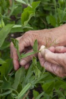 Pinching out the soft tendrils on Lathyrus odoratus - Sweet Pea plants by use of thumbnail and forefinger