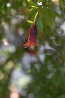 Punica granatum, pomegranate flower