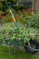 Wheelbarrow full of weeds lifted from garden borders
