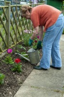 Woman watering new plants in border