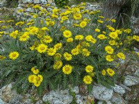 Berkheya setifera in flower early July Summer