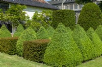 Pyramids and cones of Buxus with cubes of Taxus baccata in the grounds of Wingfield College - Open Gardens Day, Wingfield, Suffolk