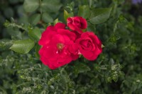 Rosa 'Rote woge' rose 