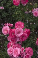 Rosa 'Royal Bonica' rose 