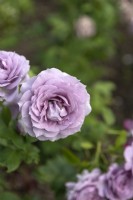 Rosa 'Novalis' rose 