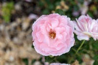 Rosa 'Sommerfreude' rose 