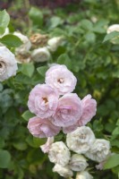 Rosa 'Mini Eden Rose' rose 