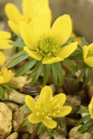 Eranthis hyemalis  Winter aconite growing in gravel  February