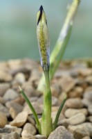 Iris  'Clairette'  Reticulata  New flower ready to open growing in gravel  February