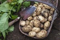 Solanum tuberosum - Harvesting second early potatoes in a trug