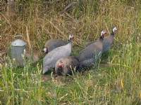 Guinea Fowl at East Ruston Old Vicarage gardens Norfolk July Summer