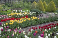 Tulips in the Kitchen Garden at Grimsthorpe Castle, April