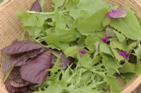 Mustard Red Lion - Brassica oleracea botrytis 'Red Lion', Cultivated Salad Rocket - Eruca sativa and Mizuna - Brassica rapa nipposinica  and Chenopodium giganteum - Mexicab tree spinach picked for a spring salad