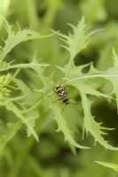 Clytus arietis - Wasp Beetle resting on Mizuna leaf - Brassica rapa nipposinica. A harmless mimic of waps which eat pollen and live on dead wood