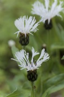 Centaurea montana 'Lady Flora Hastings'