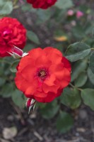 Rosa 'Stadt Eltville' rose 