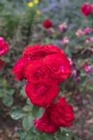 Rosa 'Fennica' rose 