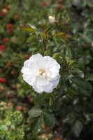 Rosa 'Diamond Border' rose 