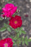 Rosa 'Erna Grootendorst' rose 