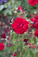 Rosa 'H.C. Andersen' rose 
