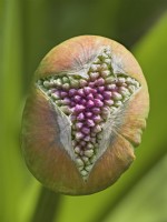 Allium giganteum - Opening Bud