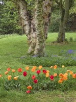 Tulipa 'Sunlover' and Maple tree trunk