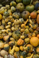 Mixed varieties of orange and yellow colour harvested Pumpkins, Squashes and Gourds