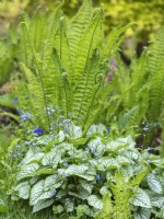 Brunnera macrophylla 'Jack Frost' growing with Matteuccia struthiopteris shuttlecock fern