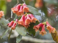 Rhododendron Keysii