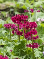 Candelabra primula growing in wet conditions